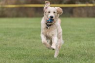 A Dog Fetching a Ball
