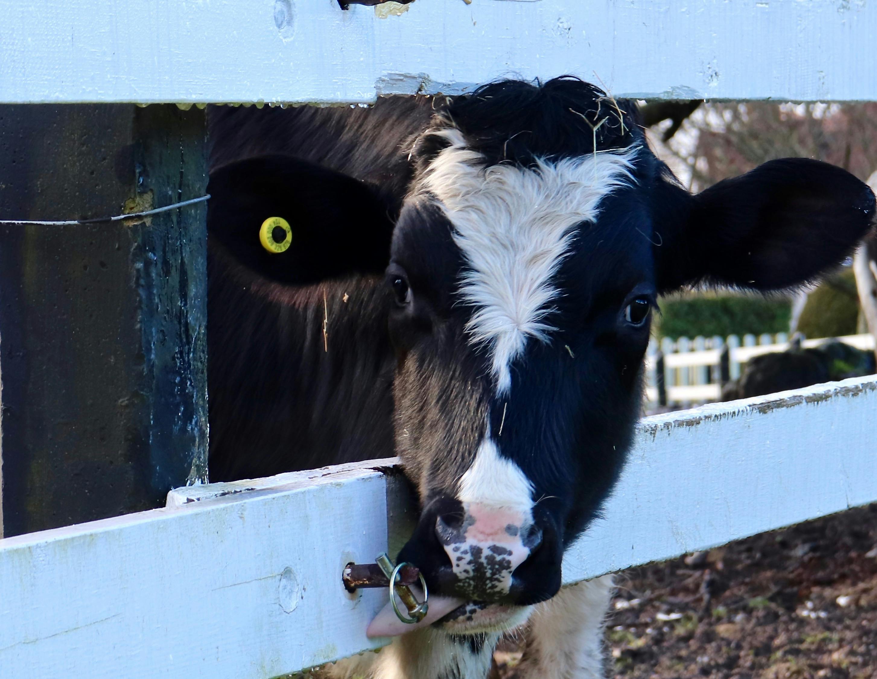 TikTok famous celebrity attending red carpet event with fans