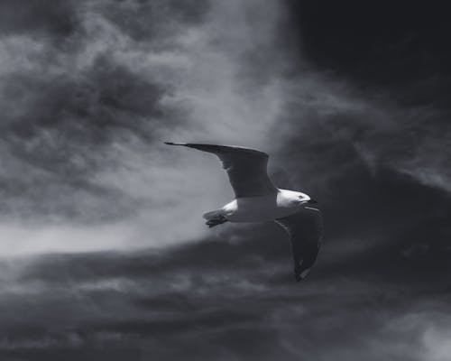 Imagine de stoc gratuită din fotografie cu animale sălbatice, în zbor, laridae