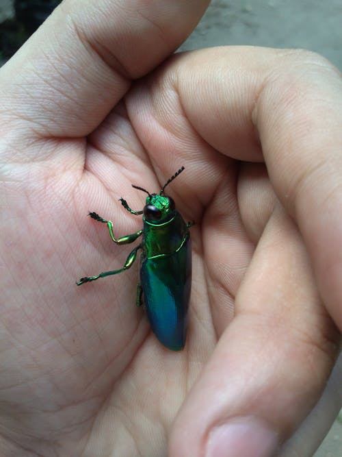 Free Green Metallic Beetle on Hand Stock Photo
