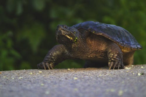 Close-Up Shot of a Walking Tortoise