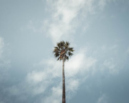 Photos gratuites de ciel bleu, grand, nuages blancs