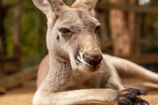 Close-up portrait of a kangaroo lounging in Gold Coast, Australia.