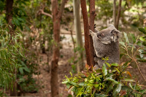 Gratis lagerfoto af dyrefotografering, habitat, koala