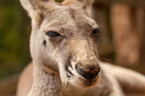 Gratis stockfoto met depth of field, detailopname, herbivoor