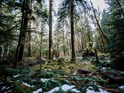Photo of Forest Trees With Snow Melting on Ground
