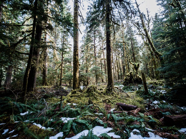 Photo Of Forest Trees With Snow Melting On Ground