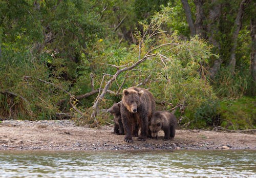 Free Brown Bears on Riverside Stock Photo