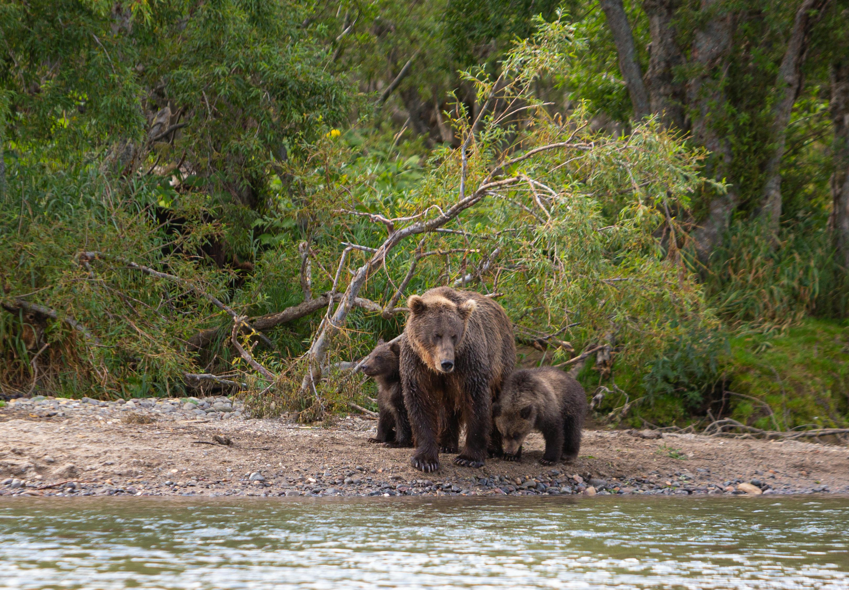 brown-bears-on-riverside-free-stock-photo