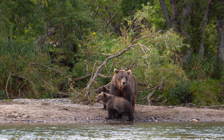 Brown Bears On Riverside