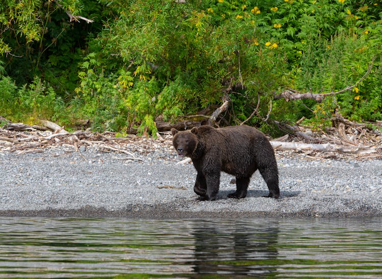 Brown Bear Walking On Lakeside