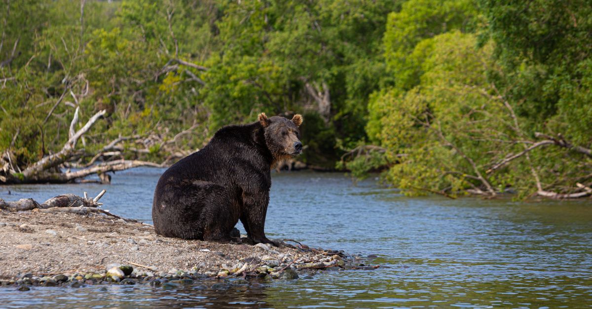 Why 'The Bear' Season 3 Is Redefining TV Drama: A Critical Analysis