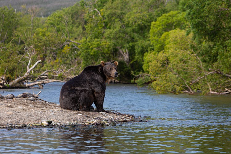 Black Bear Near Body Of Water