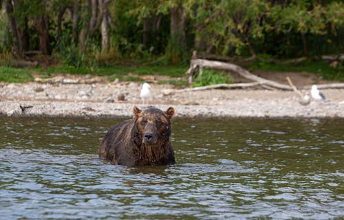 動物攝影, 哺乳動物, 大灰熊 的 免費圖庫相片