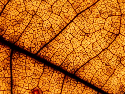 Darmowe zdjęcie z galerii z liść, tekstura, wzór