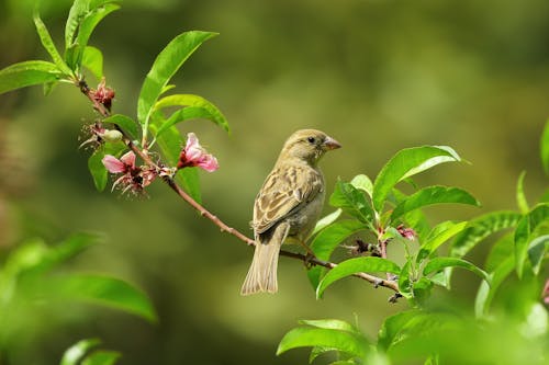 Petit Oiseau Gris Sur Feuilles Vertes