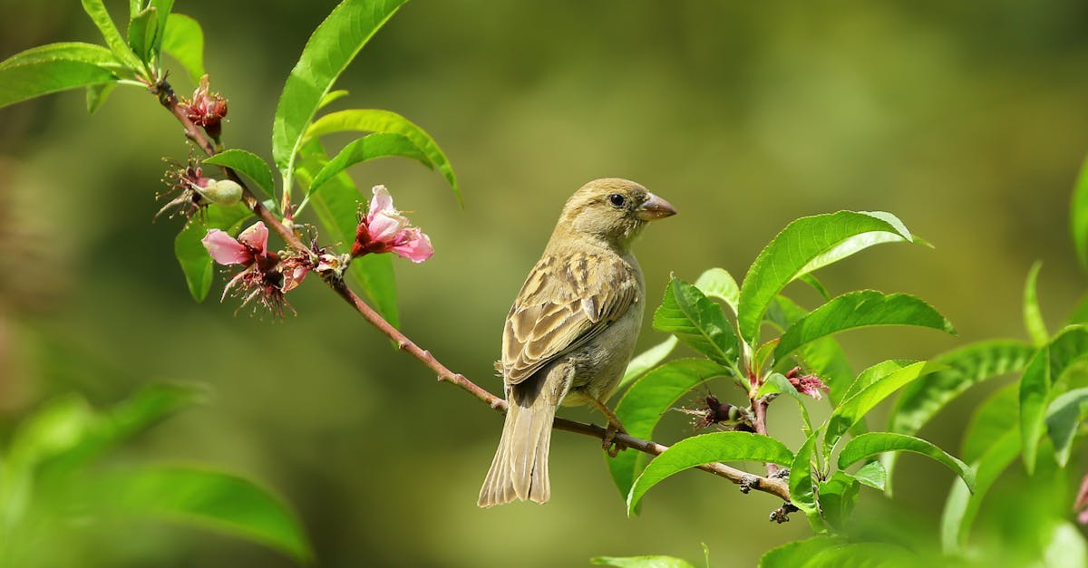 Is a brown thrasher the same as a thrush?