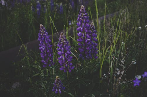 Flores De Pétalos De Color Púrpura Rodeadas De Pasto Verde