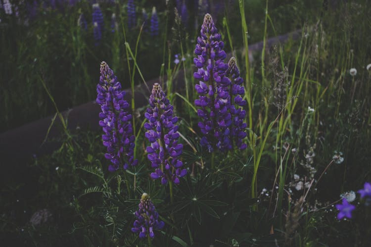 Purple Petaled Flowers Surrounded By Green Grass