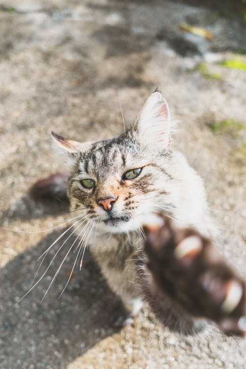 Free Brown Tabby Cat on Brown Dirt Stock Photo