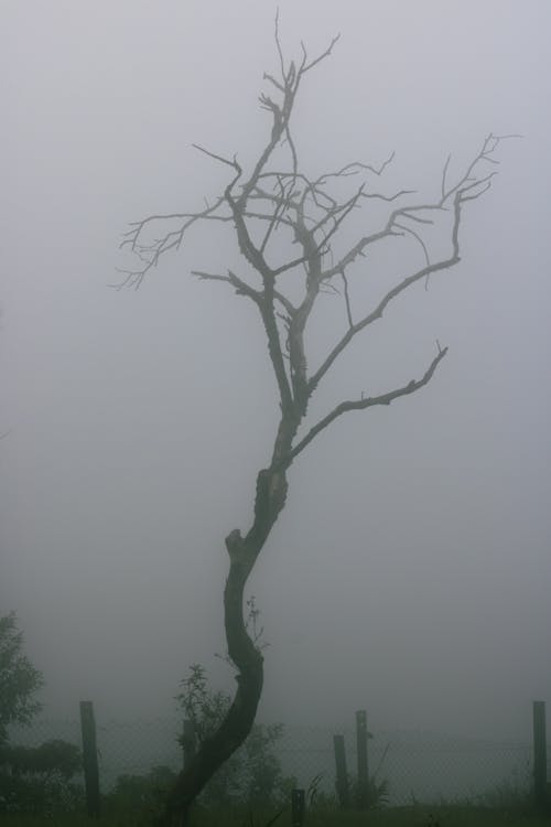 Free stock photo of fog, tree Stock Photo