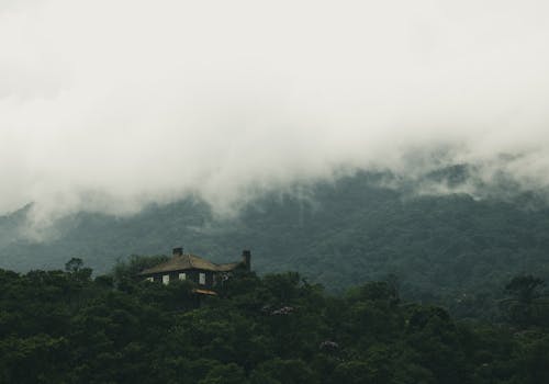 Foto d'estoc gratuïta de amb boira, arbres verds, casa