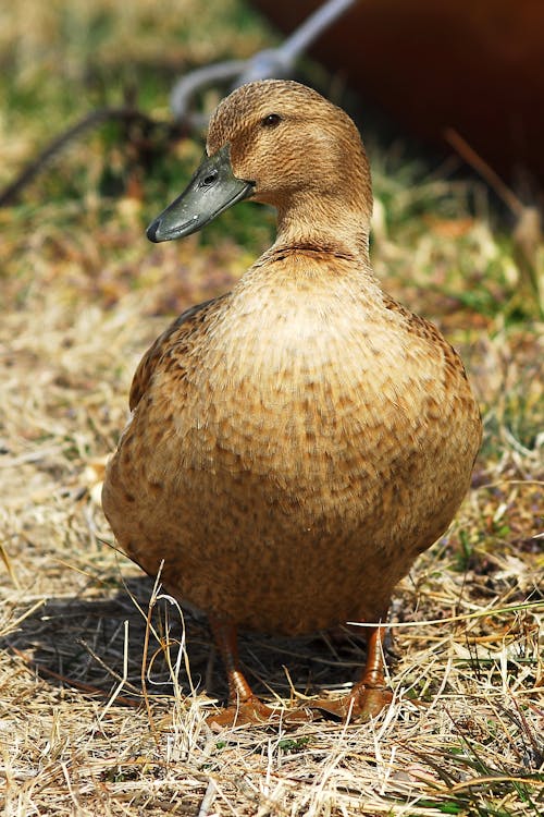 Close-Up Shot of a Brown Duck on the Ground