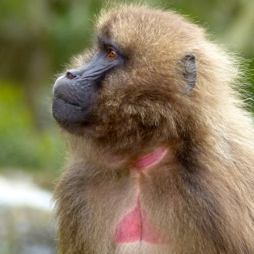 Close Up Photography of a Baboon