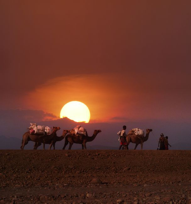 A camel caravan and people walking at sunset in the desert landscape of Mbarali, Tanzania.