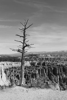 A barren tree stands alone amidst the stunning rock formations of a canyon.