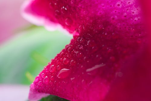 คลังภาพถ่ายฟรี ของ ดอกไม้, น้ำค้าง, สีม่วง
