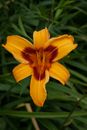 Yellow Flower in Macro Shot
