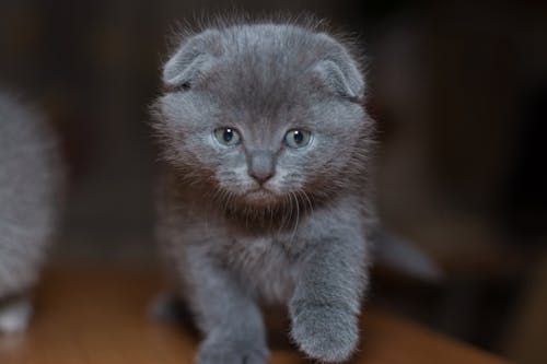 Free stock photo of animal, cat, gray
