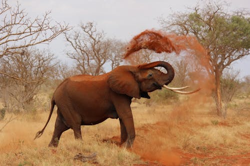 Free Grey Elephant Throwing Sand With Trunk Near Green Trees Stock Photo