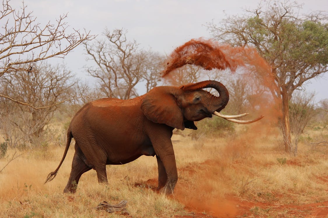 Gratis L'elefante Grigio Lancia La Sabbia Con Il Tronco Vicino Agli Alberi Verdi Foto a disposizione