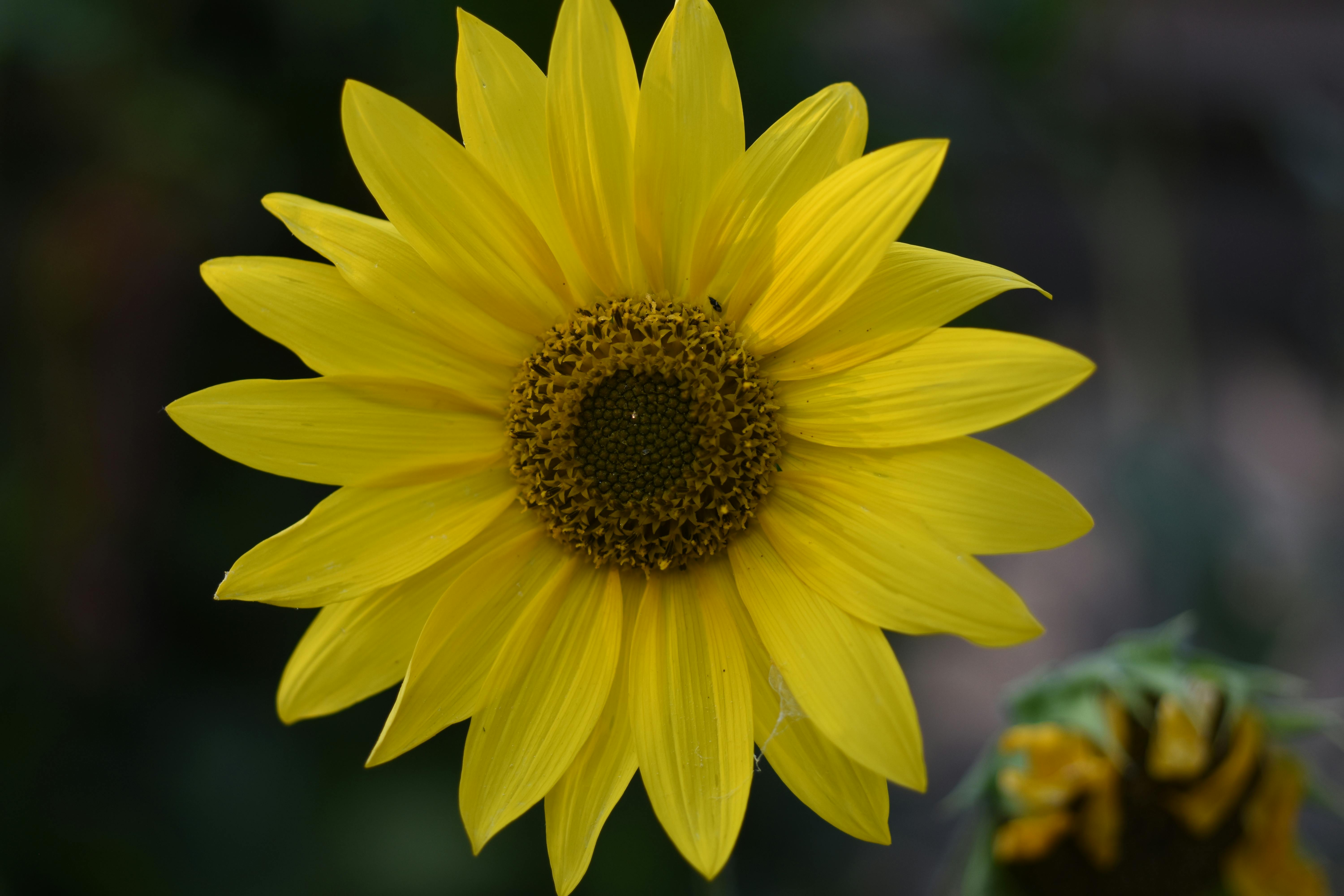 child with therapist for guidance