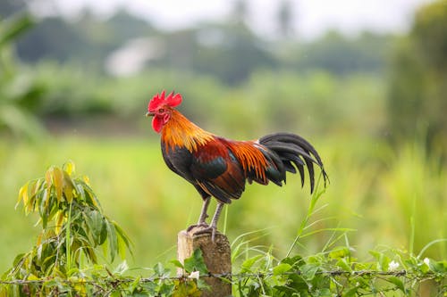 A Rooster Standing On Concrete Post 
