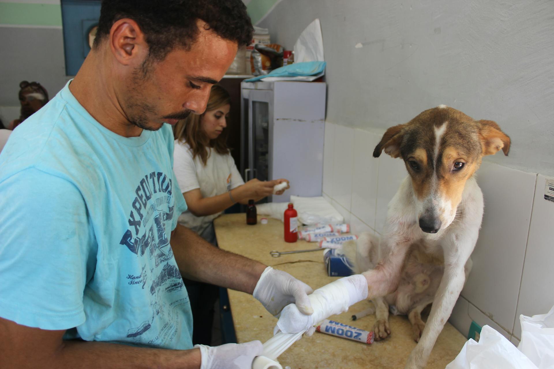 En veterinär som behandlar en hund