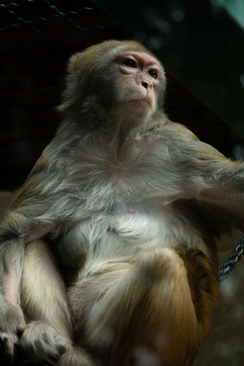 동물원, 앉아 있는 원숭이의 무료 스톡 사진