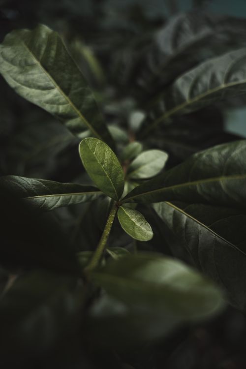 Free Artistic close-up of dark green leaves in Subang, West Java, Indonesia. Stock Photo