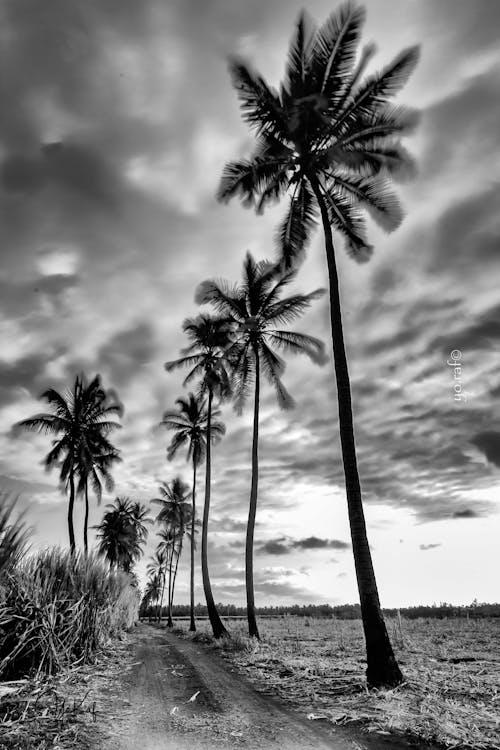 Free stock photo of alley, black and white, coconut trees