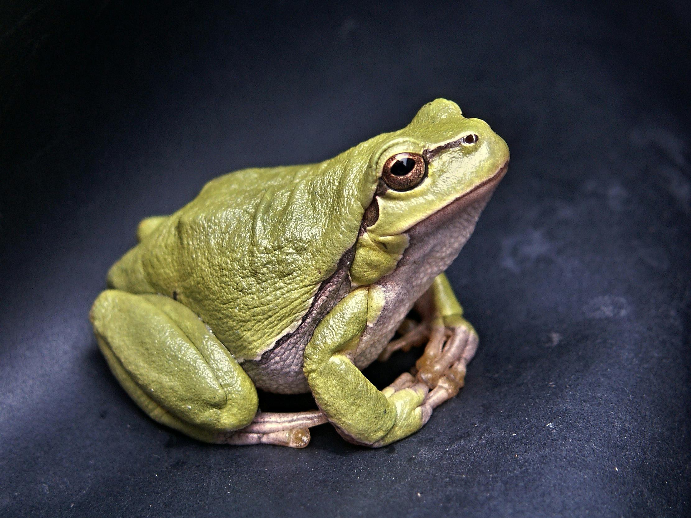 green frog