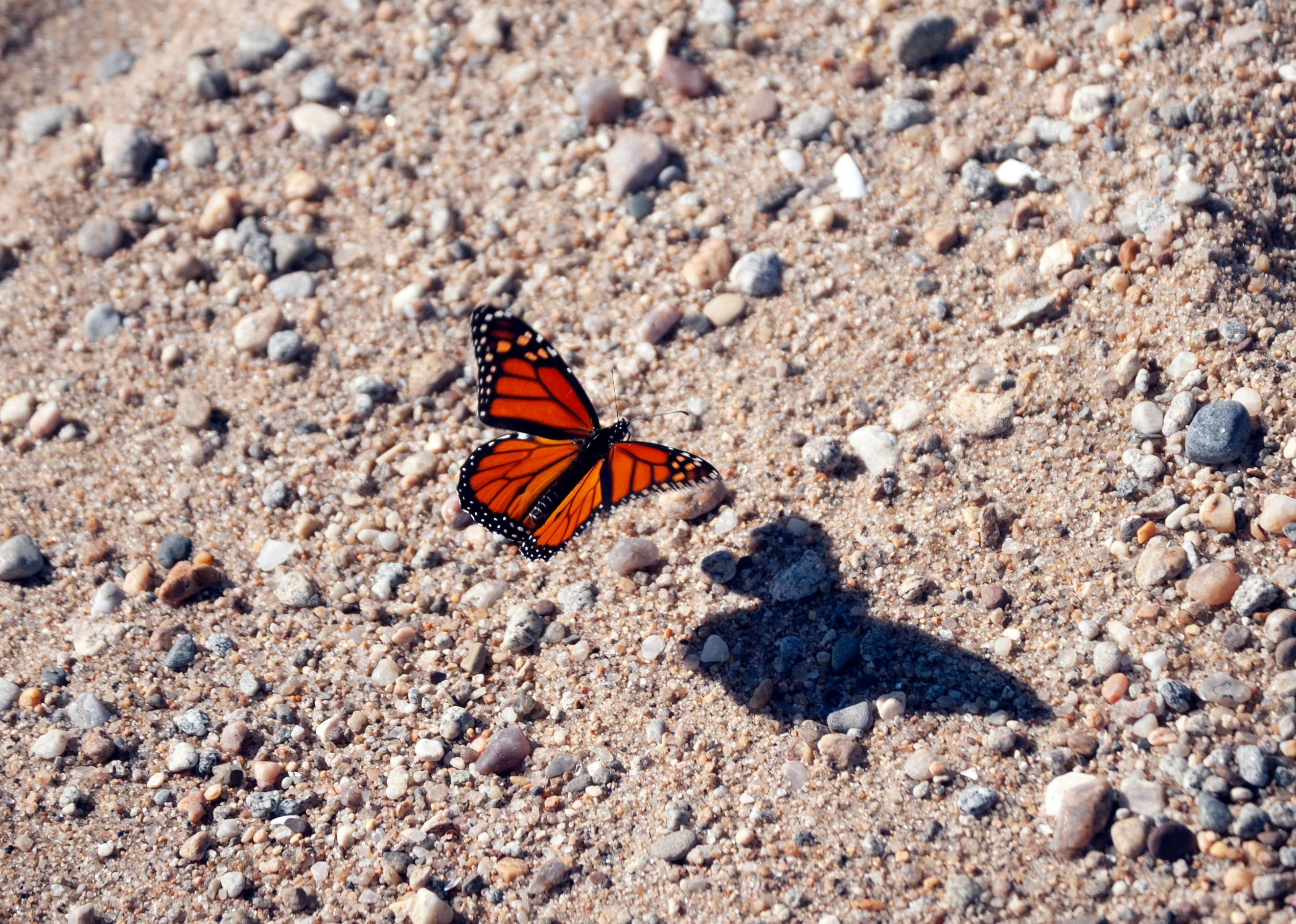 各种中草药和干果，展示了传统中医药的丰富性