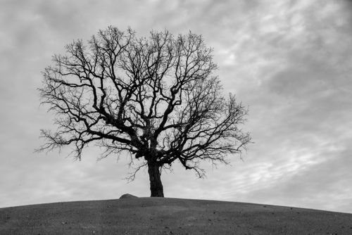 Free Black and white image of a solitary tree on a hill against a cloudy sky, evoking solitude. Stock Photo