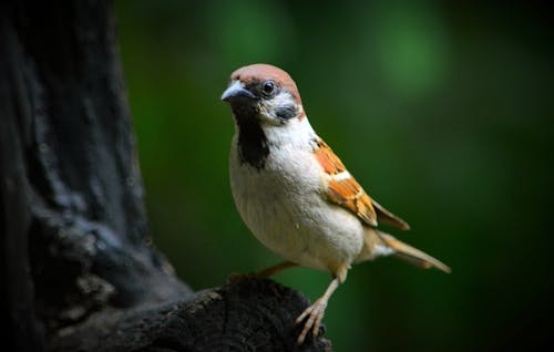 Kostnadsfri bild av djur, fågel, skogs natur