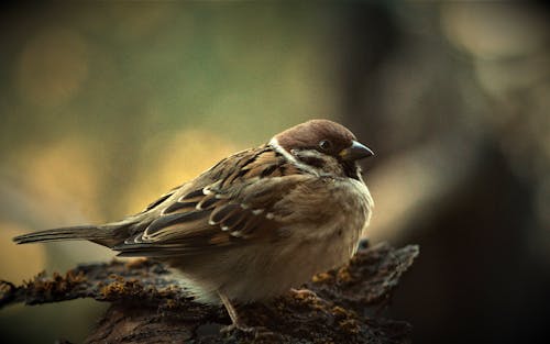 Gratis lagerfoto af fugl, lille fugl, natur