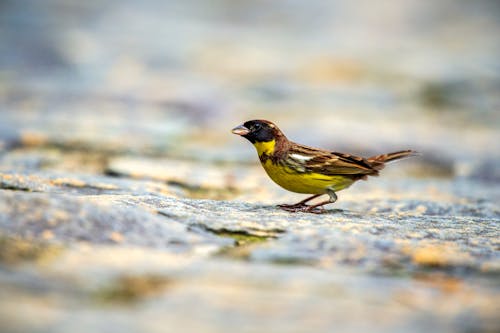 Selective Focus of a Yellow-Breasted Bunting Bird