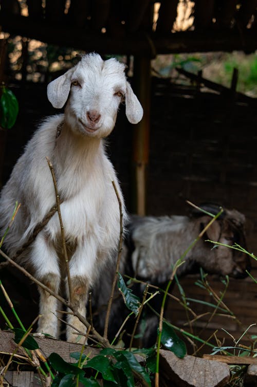 Foto d'estoc gratuïta de animal de granja, animal domèstic, cabra