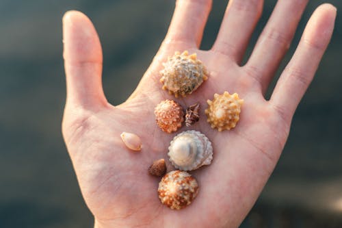 Free Person Holding Three Brown and White Seashells Stock Photo