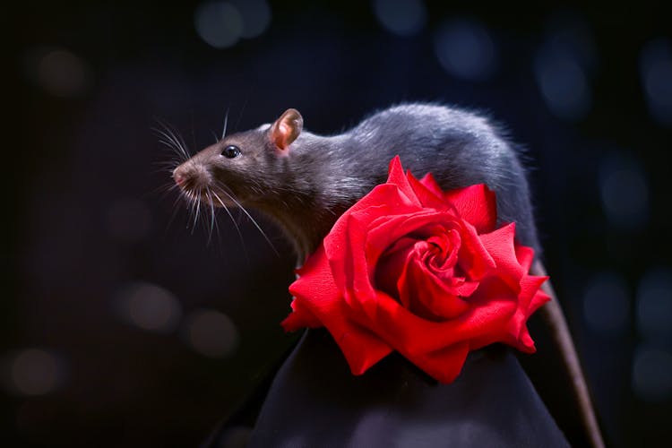 Cute Rat On Red Rose